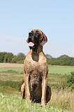 DOGUE ALLEMAND 057